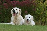 GOLDEN RETRIEVER 933